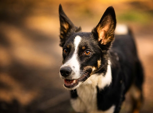 狗狗智商大比拼-澳洲牧牛犬(Australian Cattle Dog)